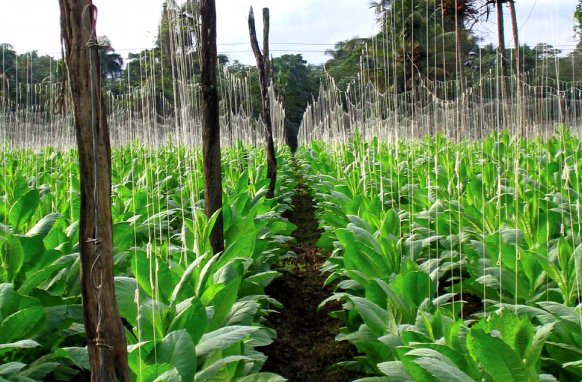 fuente-tabakplantage